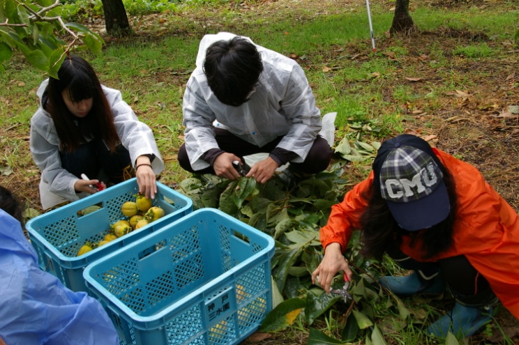 収穫した柿を確認。傷はないか。熟しすぎていないかをチェックします。