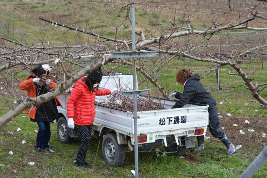 モモ果樹団地での切り枝集め。トラックの荷台がすぐにいっぱいになりました。