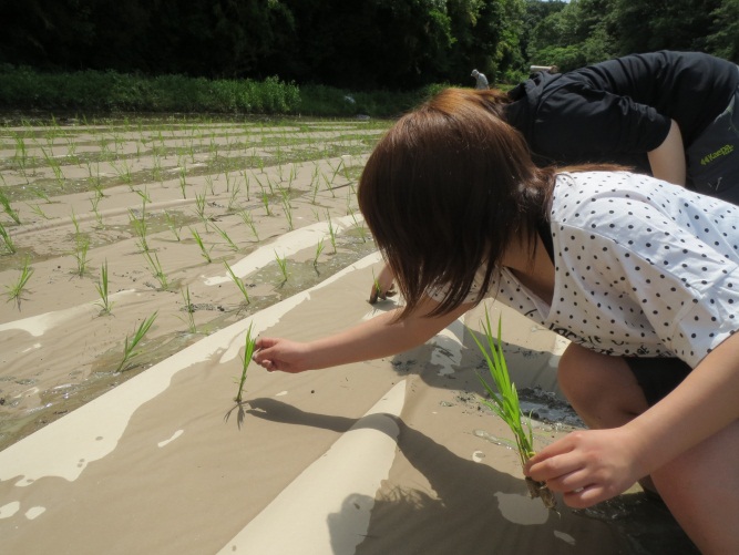 田植えの前、雑草が生えないように「紙マルチ」を敷き、上から苗を差し込んでいきます。泥に足を取られて上手に動けません。