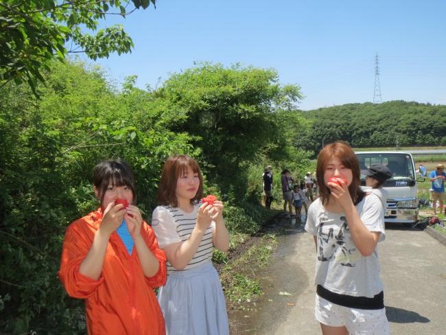 作業終了後は、皆で朝採りのトマトをいただきました。