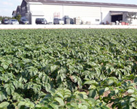 初冬に収穫する健康ジャガイモの「ニシユタカ」の栽培風景