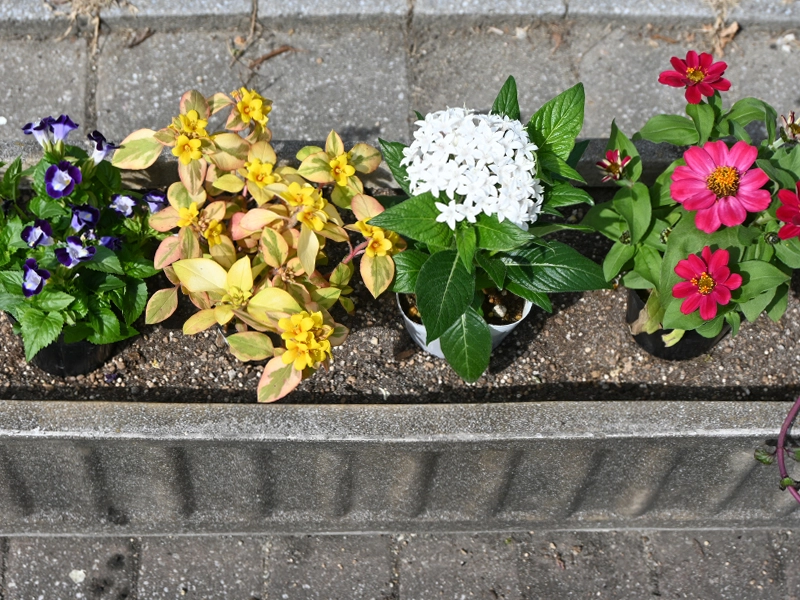 プランターに植え替えるポットの花苗