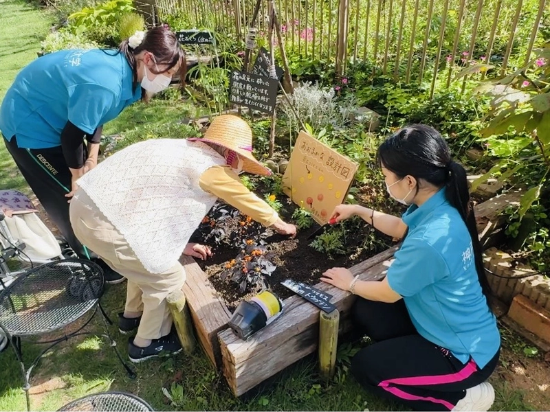 コスモスの植え込み作業