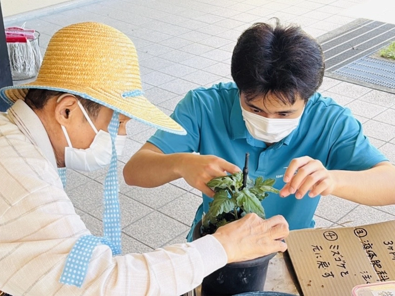 キクの苗の手入れ