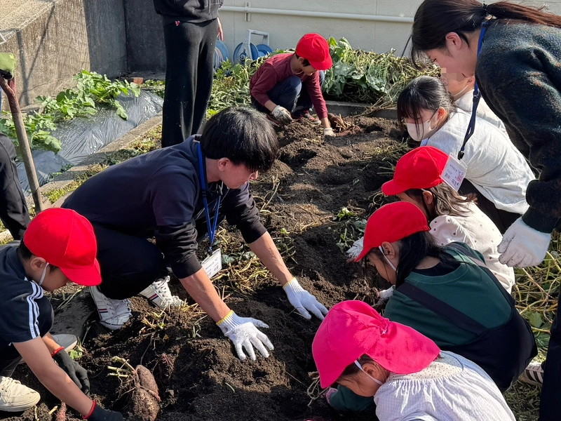 サツマイモの収穫作業