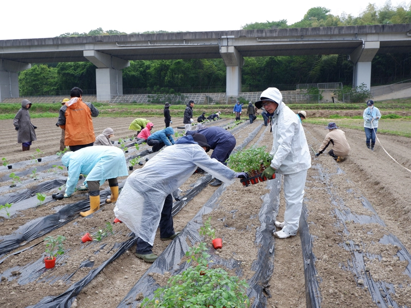 初の実習で畑に苗を定植する受講生ら