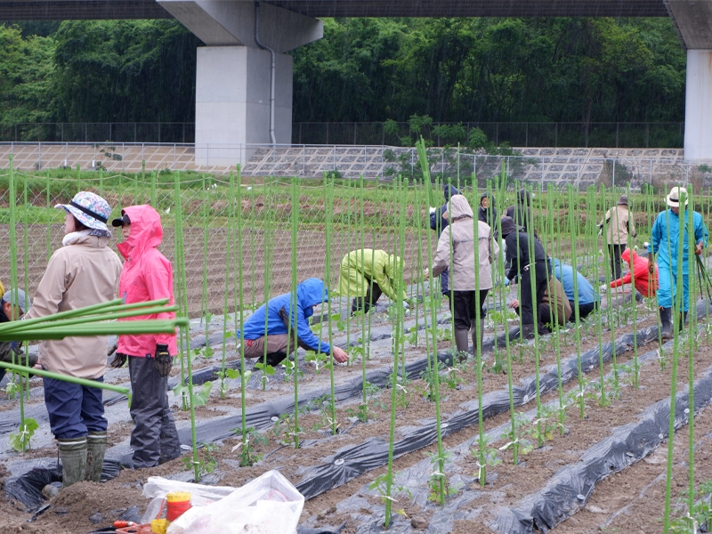 トマト栽培の支柱が立てられた畑で作業する受講生ら