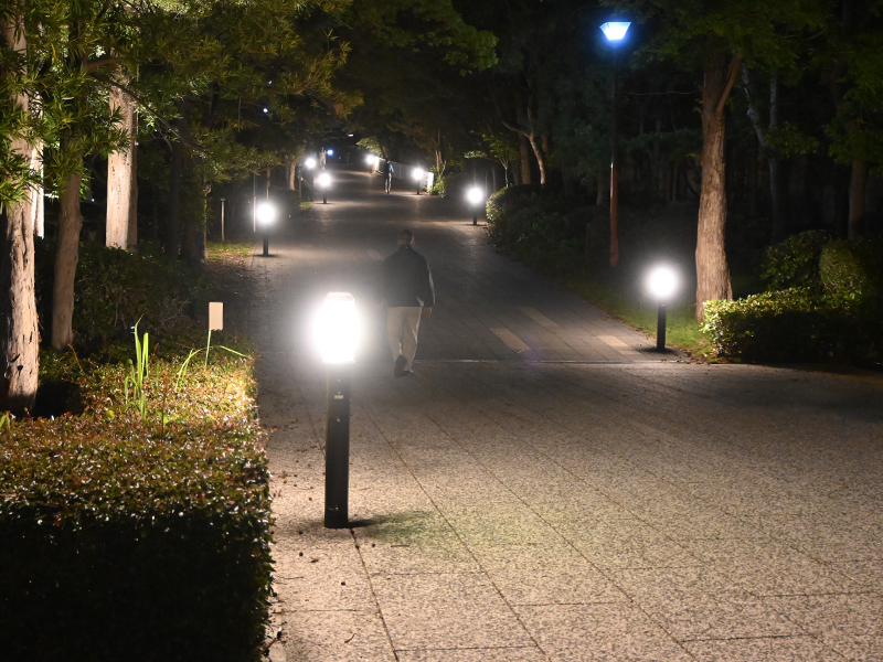 ライトアップされた木々の間を通る遊歩道