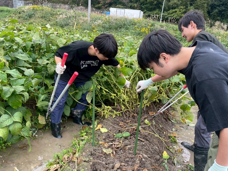 丹波黒枝豆を収穫する菊川ゼミ生