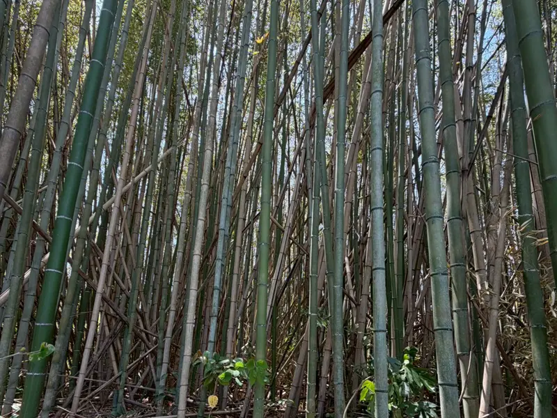 整備前の放置された竹林
