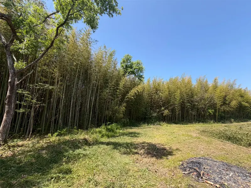 整備後の青空が見える竹林