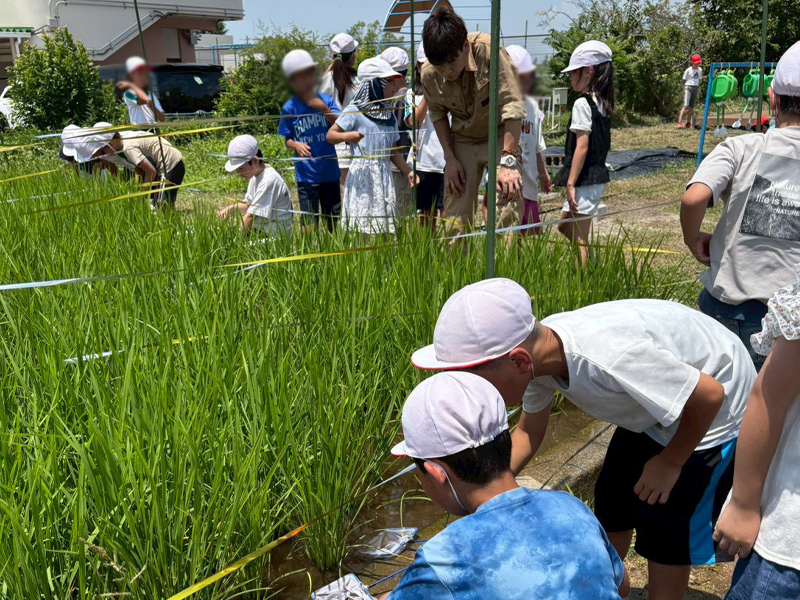水田の生き物を観察する児童ら