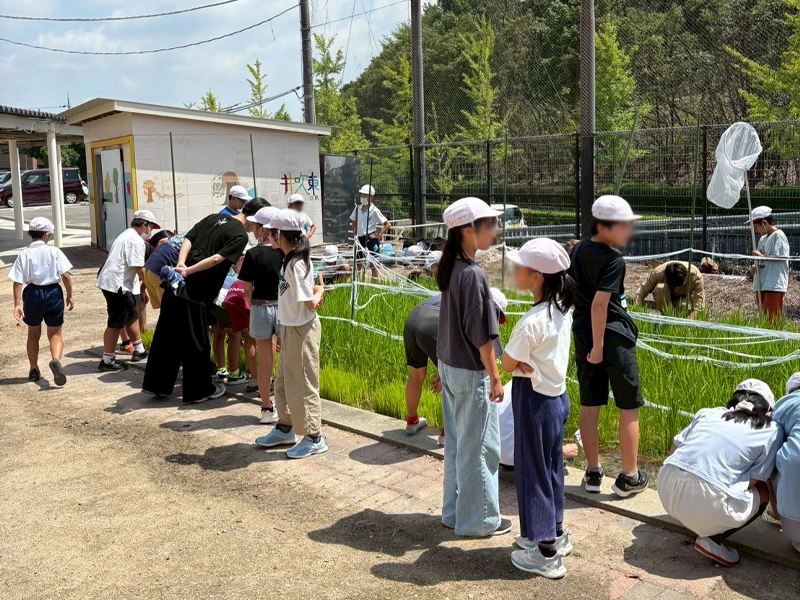 田んぼの生き物を捕獲する児童ら