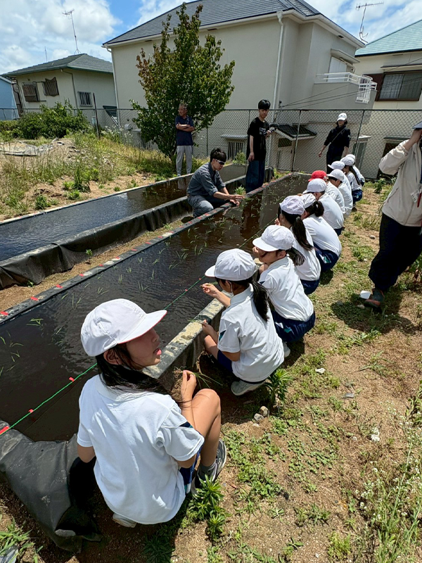 田植えをする児童ら