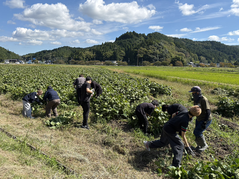 畑から豆を収穫する学生ら