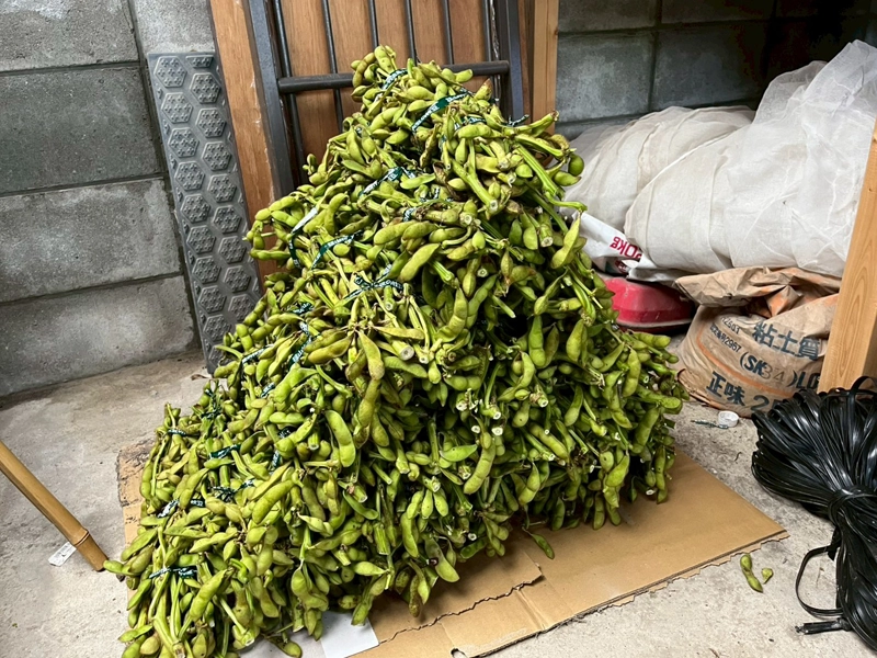 商品として出荷される黒枝豆の束