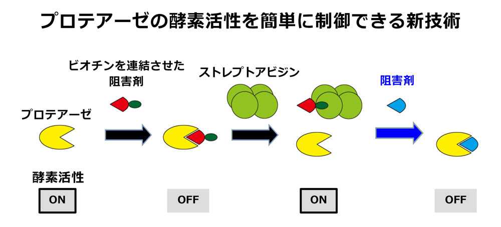 プロアーゼの酵素活性を簡単に制御できる新技術