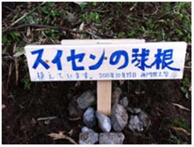 写真25:スイセンの看板設置