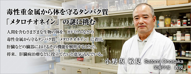 毒性重金属から体を守るたんぱく質　「メタロチオネイン」の謎に挑む　小野坂　敏見　　栄養学部教授