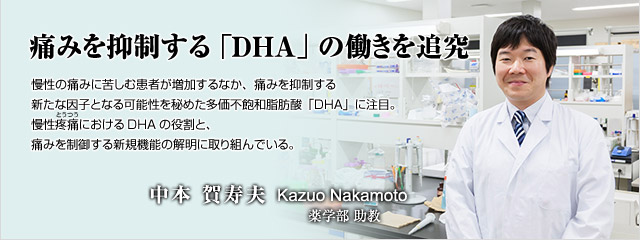 痛みを抑制する「DHA」の働きを追究　　慢性の痛みに苦しむ患者が増加するなか、痛みを抑制する新たな因子となる可能性を秘めた多価不飽和脂肪酸「DHA」に注目。慢性疼痛（とうつう）におけるDHAの役割と、痛みを制御する新規機能の解明に取り組んでいる。　薬学部助教　中本　賀寿夫