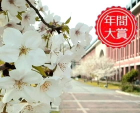 キャンパスと桜